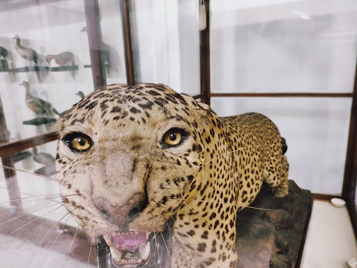 Patna Museum Travel | Museums