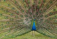 Peacock & Chinkara Breeding Centre, Jhabua Travel | Zoo and Wildlife Sanctuary 