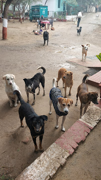 People for Animals Agra shelter Medical Services | Veterinary