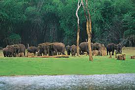 Periyar Wildlife Sanctuary Travel | Zoo and Wildlife Sanctuary 