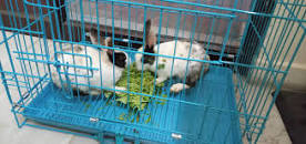 Pet Bloom Veterinary Clinic  Una (HP) Medical Services | Veterinary