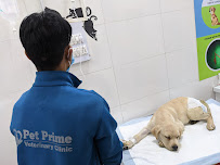 Pet Prime Medical Services | Clinics