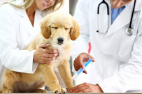 Pets Lifeline Medical Services | Clinics