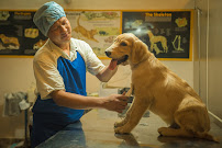 Pet Works Veterinary Hospital Medical Services | Hospitals