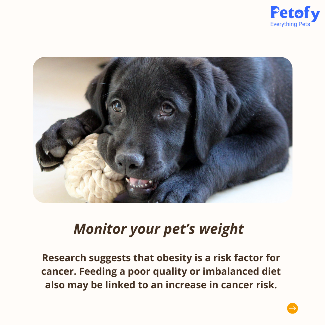 Petofy - Everything Pets Medical Services | Veterinary