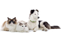Pets shop and pets clinic Medical Services | Veterinary