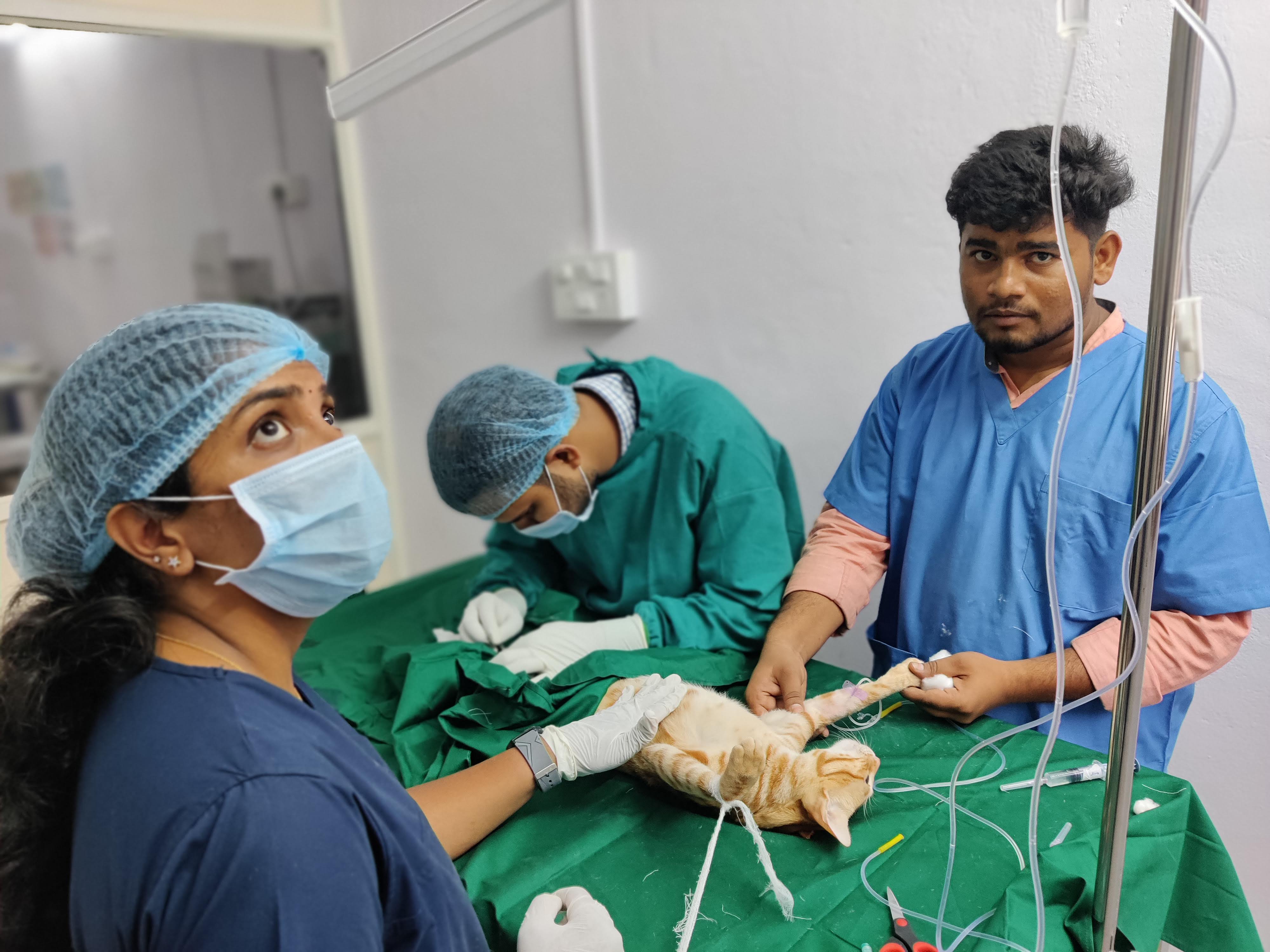 Petyaari Pet Clinic Grooming and Diagnostics Medical Services | Veterinary