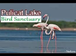 Pulicat Lake Bird Sanctuary - Logo