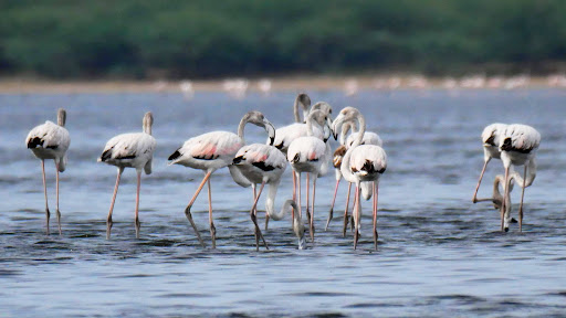 Pulicat Lake Bird Sanctuary Travel | Zoo and Wildlife Sanctuary 