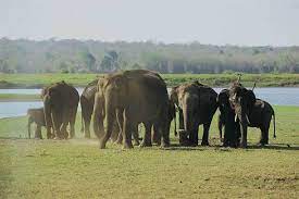 Rajiv Gandhi National Park (Rameswaram) Travel | Zoo and Wildlife Sanctuary 