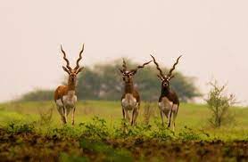 Ranibennur Blackbuck Sanctuary Travel | Zoo and Wildlife Sanctuary 