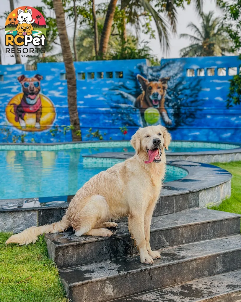 RC PET RESORT  Accomodation | Resort