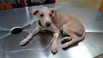 Renu Pet Clinic Medical Services | Veterinary