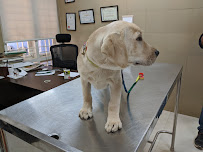 RMV MULTI-SPECIALITY VETERINARY CLINIC Medical Services | Veterinary