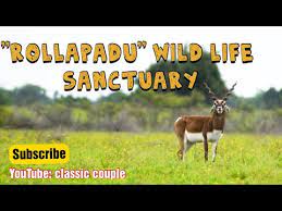Rollapadu Wildlife Sanctuary|Airport|Travel