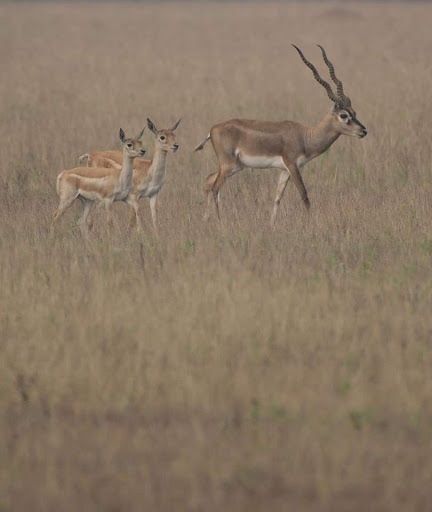 Rollapadu Wildlife Sanctuary Travel | Zoo and Wildlife Sanctuary 
