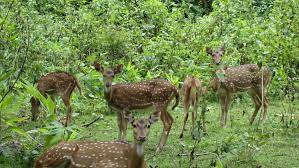 Sagareshwar Wildlife Sanctuary Travel | Zoo and Wildlife Sanctuary 