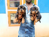 Sams Pets Home Thoothukudi Medical Services | Veterinary