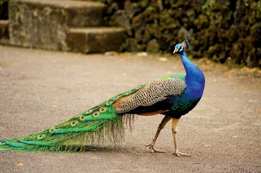 Sanjay Gandhi Jaivik Udyan, Patna Travel | Zoo and Wildlife Sanctuary 