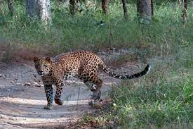 sarangarh-gomarda wildlife sanctuary Travel | Zoo and Wildlife Sanctuary 