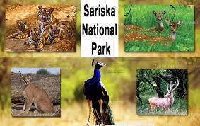 Sariska Tiger Reserve - Logo