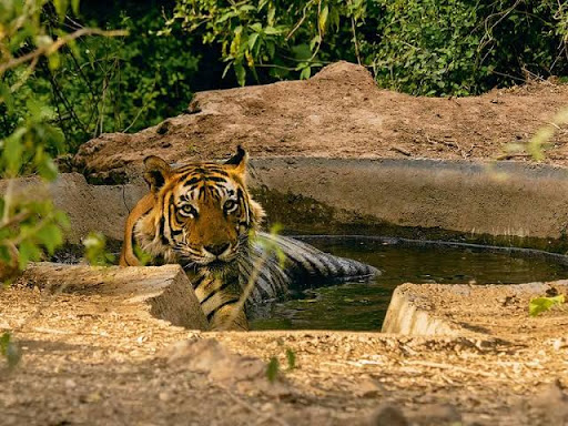 Sariska Tiger Reserve Travel | Zoo and Wildlife Sanctuary 