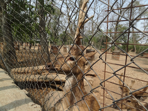 Sarnath Deer Park Travel | Zoo and Wildlife Sanctuary 