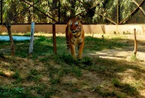 Sarthana Zoo Travel | Zoo and Wildlife Sanctuary 