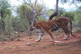sathyamangalam wildlife sanctuary Travel | Zoo and Wildlife Sanctuary 