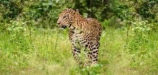 Shoolpaneshwar Wildlife Sanctuary Travel | Zoo and Wildlife Sanctuary 