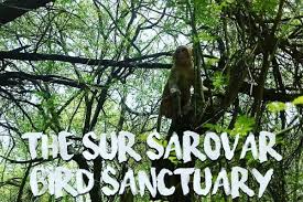 Sur Sarovar Sanctuary - Logo