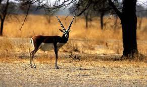 Tal Chhapar Sanctuary Travel | Zoo and Wildlife Sanctuary 