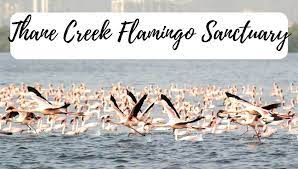 Thane Creek Flamingo Wildlife Sanctuary - Logo