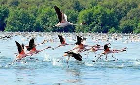 Thane Creek Flamingo Wildlife Sanctuary Travel | Zoo and Wildlife Sanctuary 