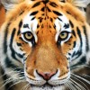 The Ranthambore Royal Tour Safari|Museum|Travel