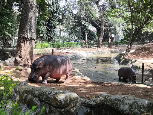 Thiruvananthapuram Zoo Thiruvananthapuram - Zoo and Wildlife Sanctuary in  Thiruvananthapuram | Joon Square