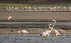 Thol Bird Sanctuary Travel | Zoo and Wildlife Sanctuary 