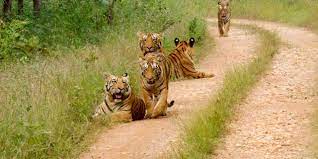 Umred-Kharngla Wildlife Sanctuary Travel | Zoo and Wildlife Sanctuary 