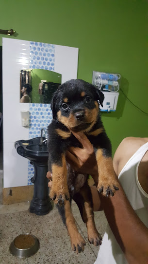 V. K.S Pet Clinic Medical Services | Veterinary