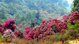 Varsey Rhododendron Sanctuary Travel | Zoo and Wildlife Sanctuary 