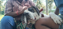 Vatsalya Animal Care Trust Medical Services | Veterinary