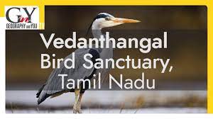 Vedanthangal Bird Sanctuary|Museums|Travel