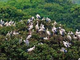 Vedanthangal Bird Sanctuary Travel | Zoo and Wildlife Sanctuary 