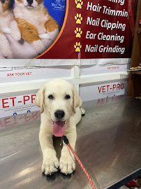 vety dog clinic Medical Services | Veterinary