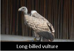 Vulture Conservation Breeding Centre - Logo