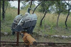 Vulture Conservation Breeding Centre Travel | Zoo and Wildlife Sanctuary 