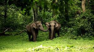 Wayanad Wildlife Sanctuary Travel | Zoo and Wildlife Sanctuary 